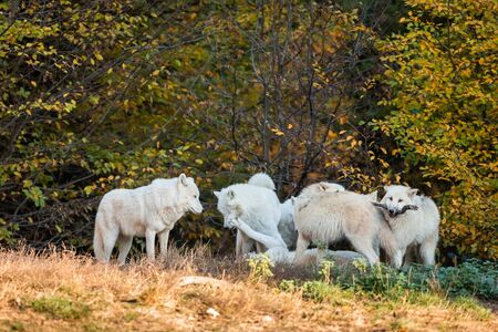 White wolf in the forestの写真素材