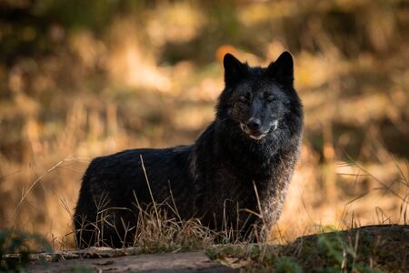 Black wolf in the forestの写真素材