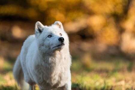 White wolf in the forest
