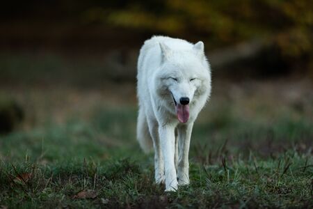 White wolf in the forestの写真素材