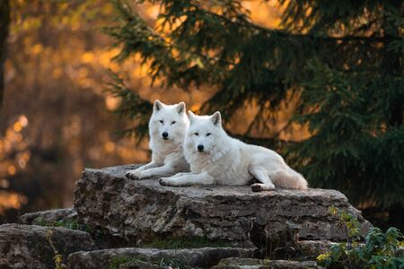 White wolf in the forestの写真素材