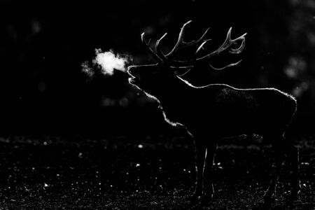 Deer in the forest during the rutの写真素材