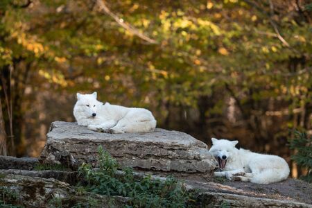 White wolf in the forest