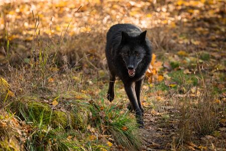 Black wolf in the forest