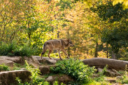 Grey wolf in the forest