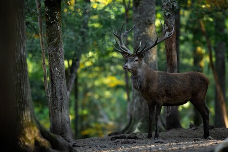 Deer in the forest during the rutの写真素材