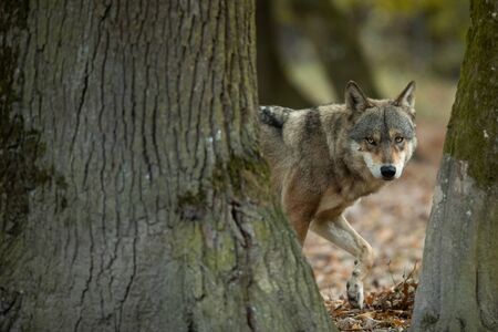 Grey wolf in the forest