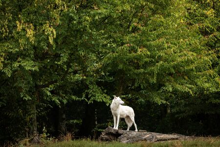 White wolf in the forestの写真素材