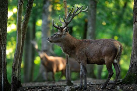 Deer in the forest during the rutの写真素材