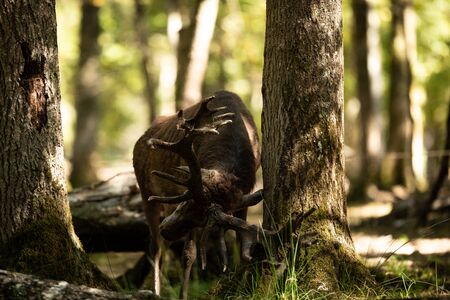 Deer in the forest during the rutの写真素材