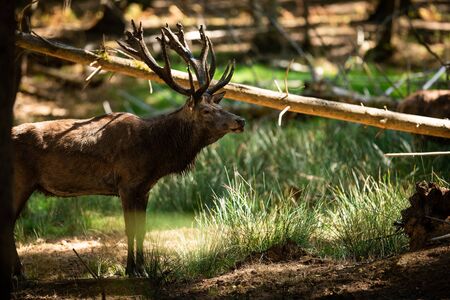 Deer in the forest during the rutの写真素材