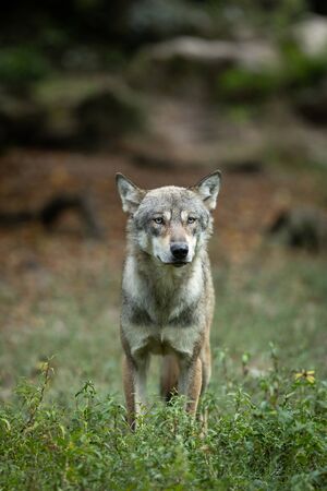 Grey wolf in the forest