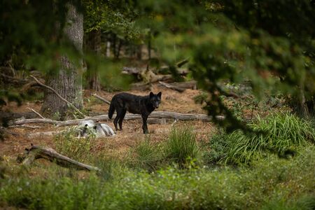 Black wolf in the forest