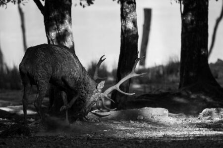 Deer in the forest during the rutの写真素材
