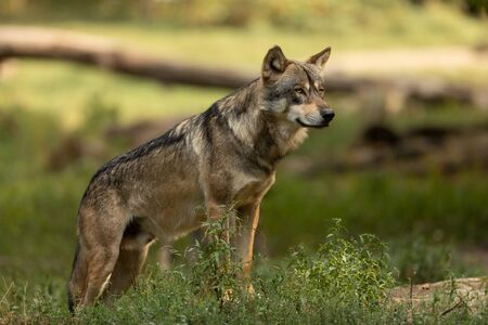 Grey wolf in the forest