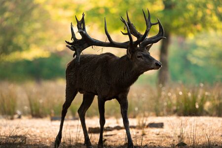 Deer in the forest during the rut