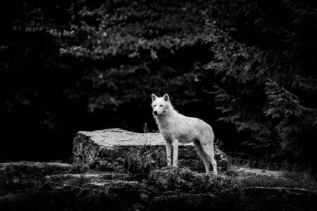 White wolf in the forestの写真素材
