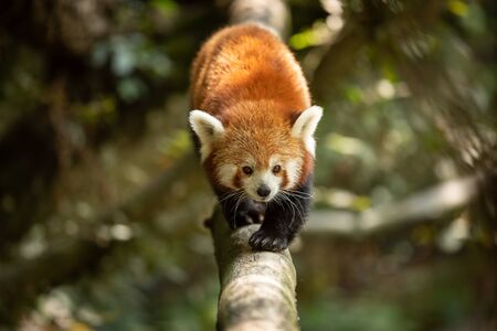 Red panda walking on the tree