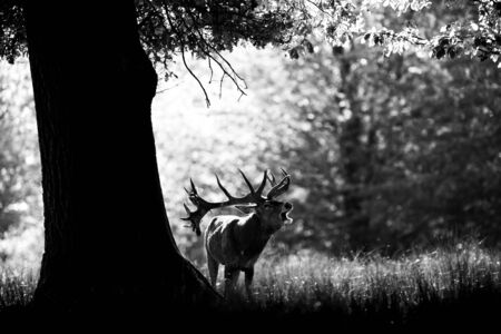Deer in the forest during the rutの写真素材