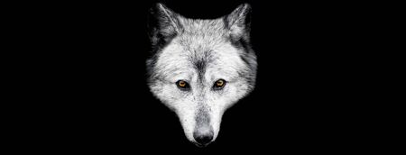 Black wolf with a black background