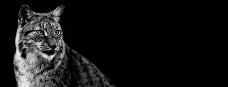 Lynx with a black backgroundの写真素材