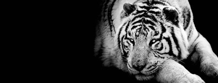 Tiger with a black backgroundの写真素材