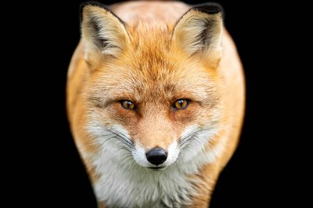 Red fox with a black backgroundの写真素材