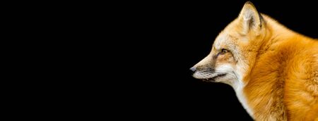 Red fox with a black background