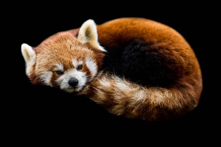 Red panda with a black backgroundの写真素材