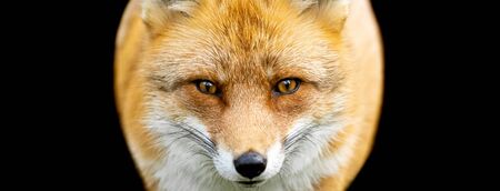 Red fox with a black background
