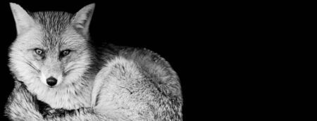 Red fox with a black background