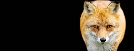Red fox with a black background
