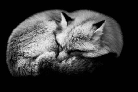 Red fox with a black background