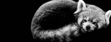 Red panda with a black backgroundの写真素材