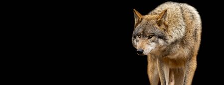 Grey wolf with a black background