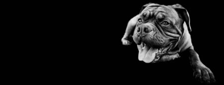 French mastiff with a black backgroundの写真素材