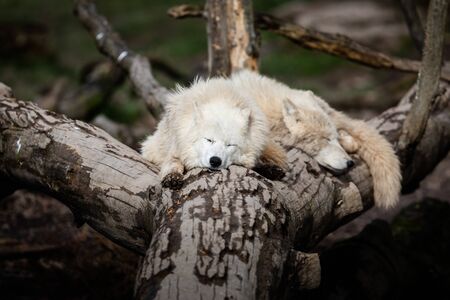 White wolf sleeping on the tree