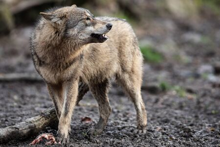 Grey wolf in the forest