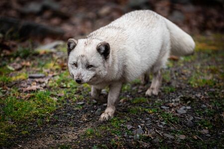 Polar fox in the forest