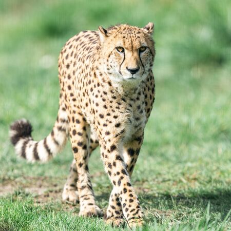 A Guepard walks on the meadowの写真素材
