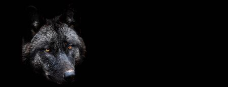 Template of black wolf with a black background