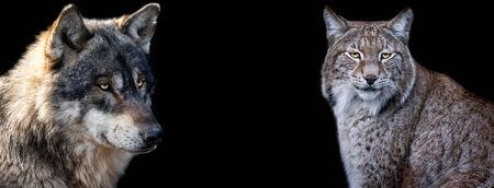 Template of Lynx and wolf with a black background
