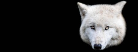 Template of white wolf with a black background