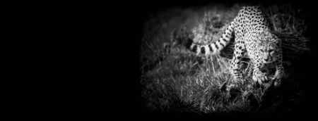 Template of Cheetah with a black backgroundの写真素材