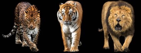 Template of Lion, Tiger and Panther with a black backgroundの写真素材