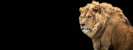 Template of Lion with a black background