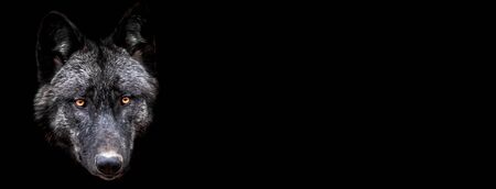 Template of black wolf with a black background