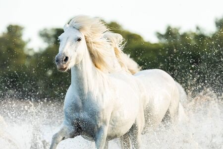 Camargue Horses in the south of Franceの写真素材