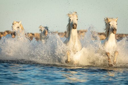 Camargue Horses in the south of Franceの写真素材