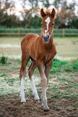 Camargue Horses in the south of Franceの写真素材